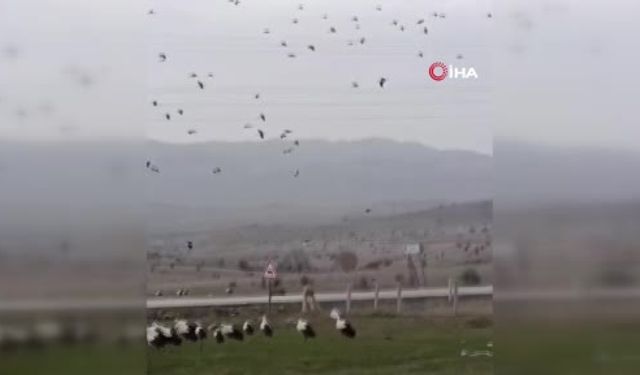 Göç yolundaki leylekler Çubuk’ta konakladı