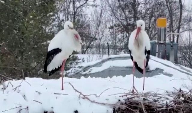 Erzincan’ın göç etmeyen leylekleri soğuk havaya yakalandı