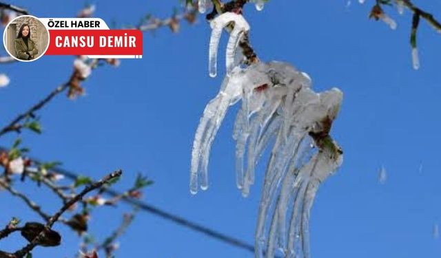Ankara'da çiftçiler zor durumda: Ürünleri don vurdu