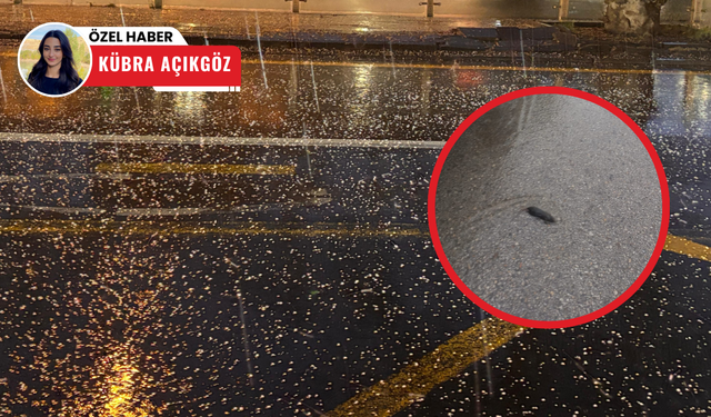 Ankara'da yağışlar, lağım farelerini gün yüzüne çıkardı!