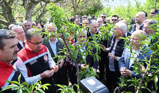 Bakan Yumaklı Ordu’da: Zirai don fındık üretimini etkiledi