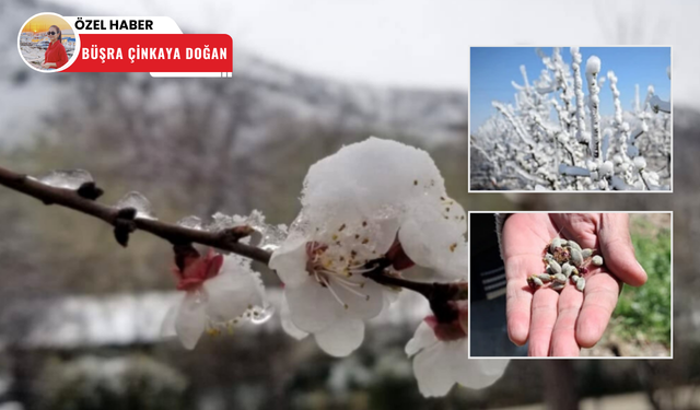 Zirai don Bala’daki meyve bahçelerine de zarar verdi