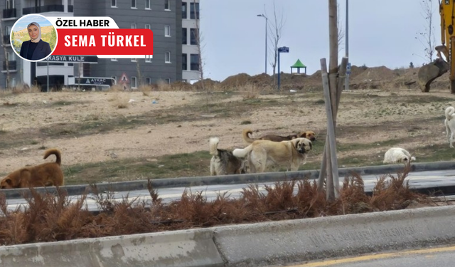Etimesgut’ta başıboş köpek sorunu: “Korkudan insanlar dışarı çıkamıyor”