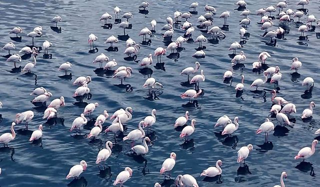 Flamingoların görsel şöleni havadan böyle görüntülendi