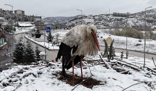 Soğuksu Milli Parkı’ndaki leylekler karla buluştu