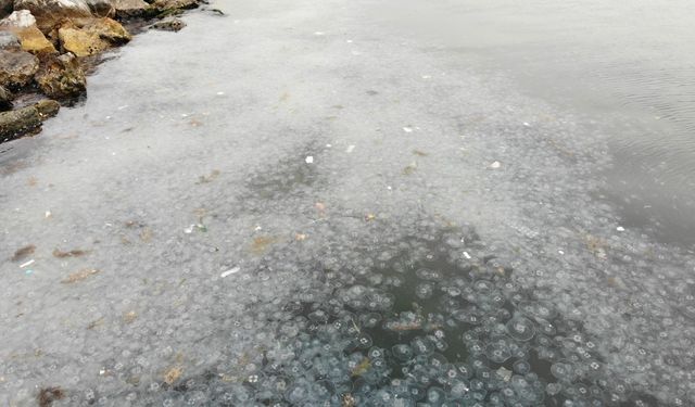 İstanbul Moda Sahili'ni denizanaları istila etti!