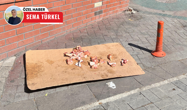 Sokağa atılan çiğ etler insan sağlığını tehdit ediyor!