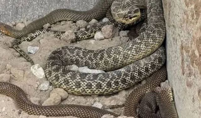 Ankara'da şaşkına çeviren olay: 2,5 metrelik yılanla karşılaştı