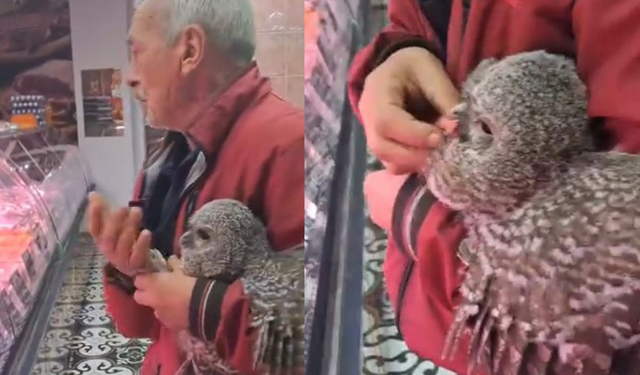 Yuvasından düşen baykuş kasaba götürüldü