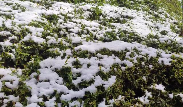 Zirai don çayı da vurdu! Rekoltede düşüş bekleniyor