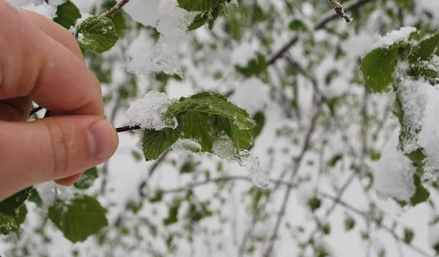 Meteorolojiden çiftçilere zirai don uyarısı!