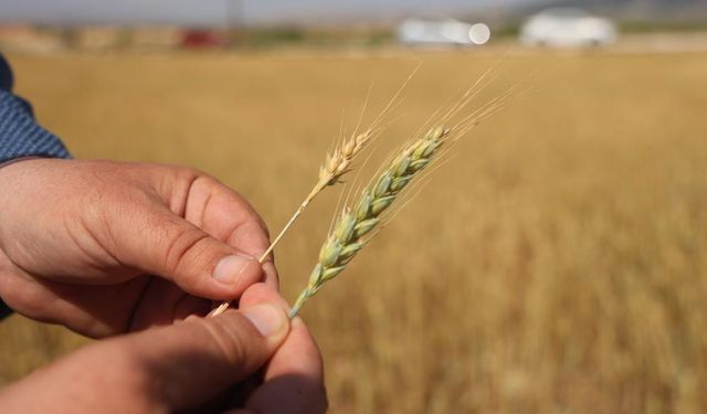 Amik Ovası'nda buğdaylar hasat olgunluğuna ulaşamadı