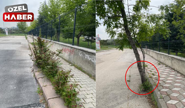 Başkentte, betona gömülen ağaçlar kurtarılmayı bekliyor