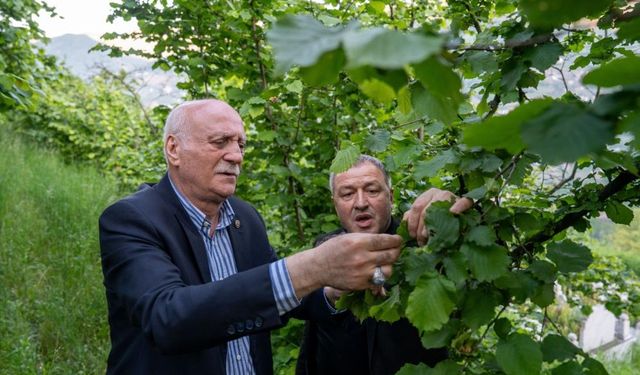 Bayraktar, Karadeniz'de zirai dondan etkilenen fındık bahçelerini inceledi