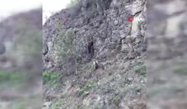 Beypazarı'ndaki araç sürücüsü ayılarla karşılaştı!