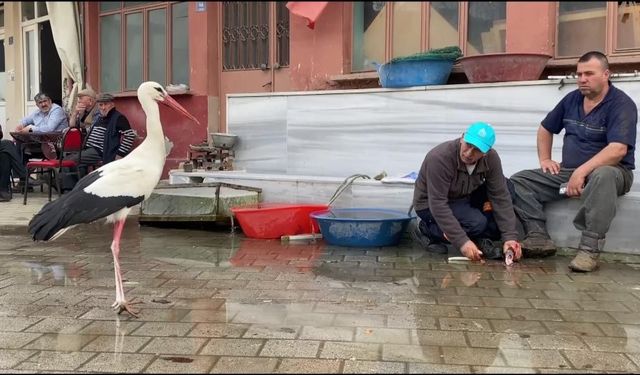 Bilal leylek bu yıl yavrularıyla geldi!
