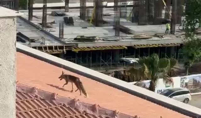 Çatıda tilki alarmı!