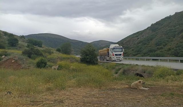 Çubuk'ta başıboş köpekler buzağıyı parçaladı, sahiplerine saldırdı!
