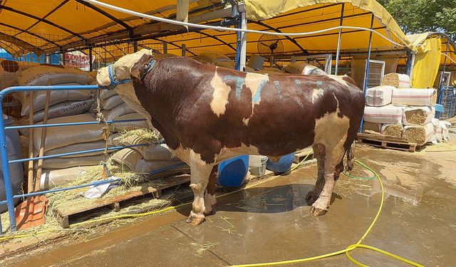 Kurban pazarında 1 ton 200 kiloluk dana 420 bin TL'ye alıcı buldu