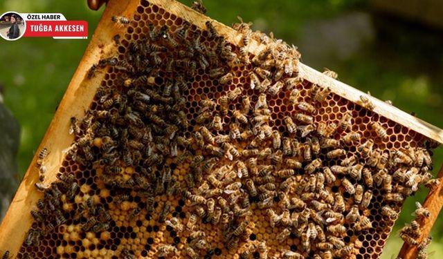 Dünya Arı Günü’nde alarm zilleri çalıyor: Ne gıda kalır ne gelecek!