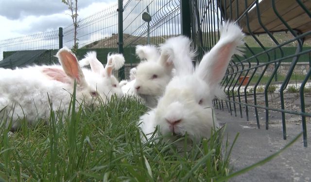 Elmadağ’da Angora tavşanı üretimi büyüyor