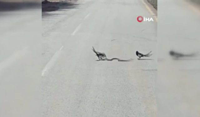 Gölbaşı’nda saksağan ve yılanın mücadelesi kamerada