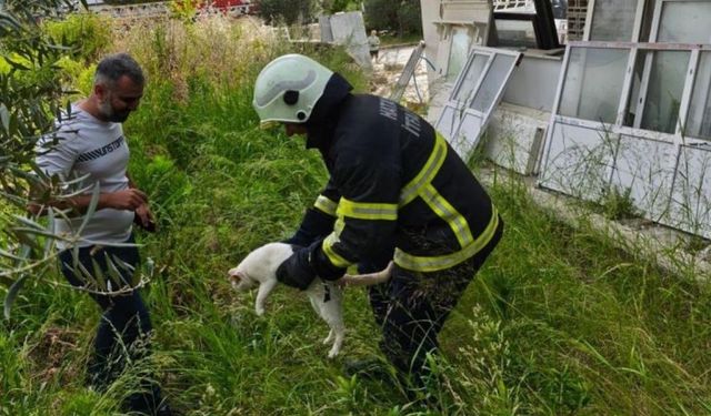 Hasarlı binadaki kedi kurtarıldı