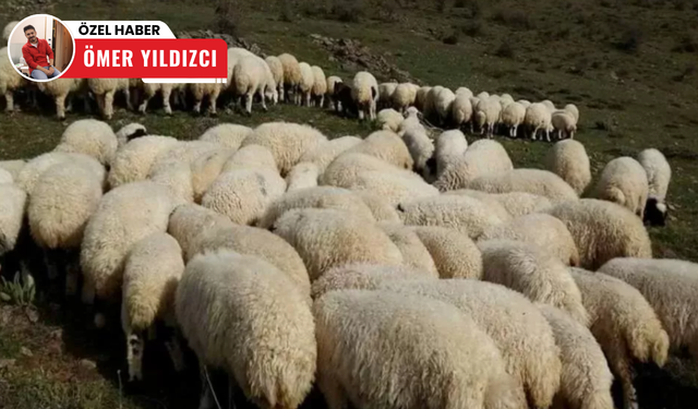 Kurban Bayramı'na kısa süre kala Türkiye'deki koyun sayısı belli oldu!