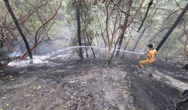 Kahramanmaraş’taki orman yangını kontrol altına alındı