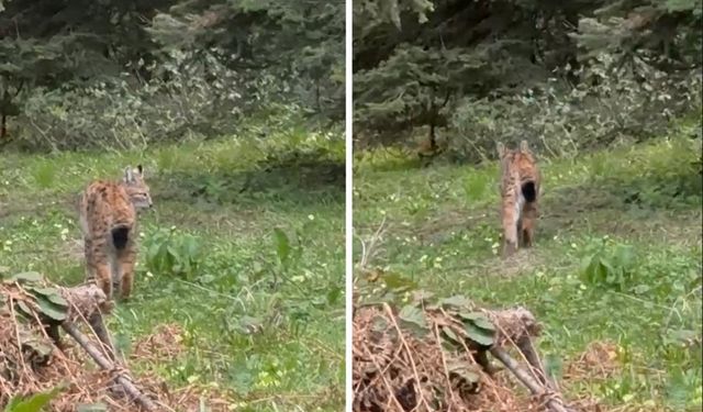 Nesli tehlikede olan vaşak görüntülendi