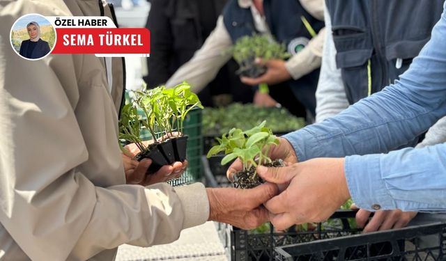 Pursaklar’da yerli fideye yoğun ilgi