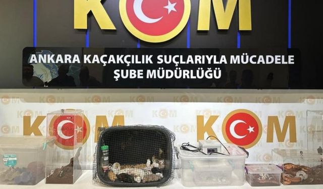 Ankara merkezli düzenlenen operasyonlarda egzotik hayvanlar ele geçirildi