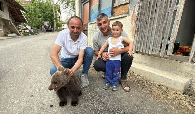 Annesiz bulunan yavru ayı koruma altına alındı