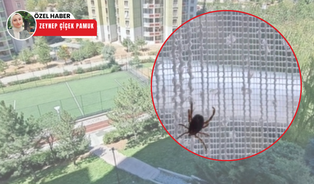 Ankara'da haşere kabusu! Keneler evlere kadar girdi