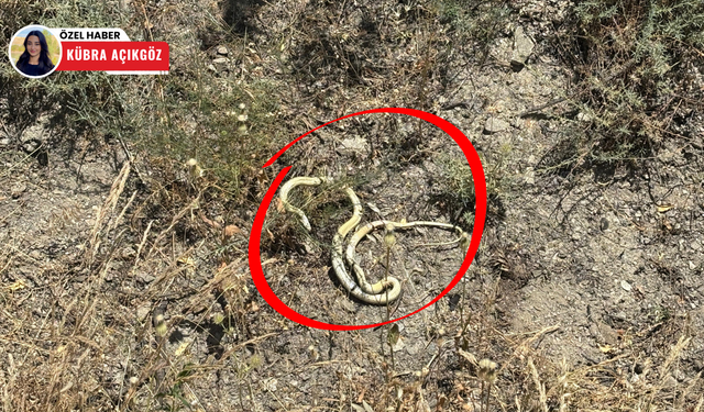 Başkentte kavurucu sıcaklıklarla birlikte yılanlar görülmeye başlandı