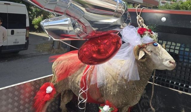 Beypazarı’ndaki gelin adaylarına koçlar süslenip gönderiliyor
