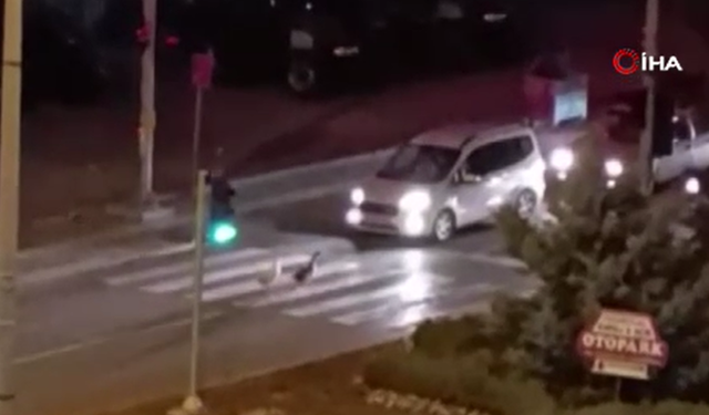 Beypazarı’nda kazlar yaya geçidinden geçti