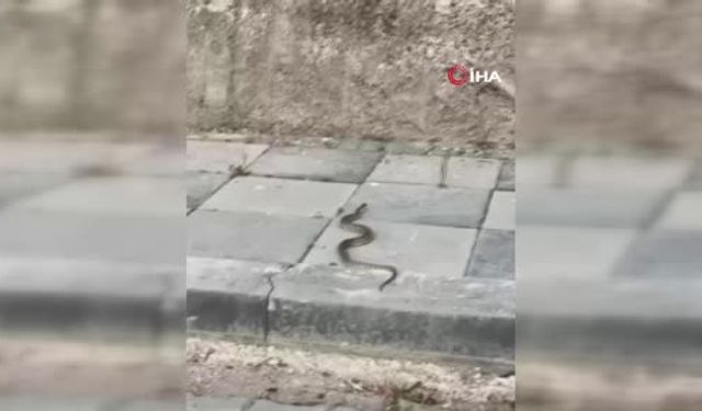 Beypazarı’nda sokakta yılan paniği