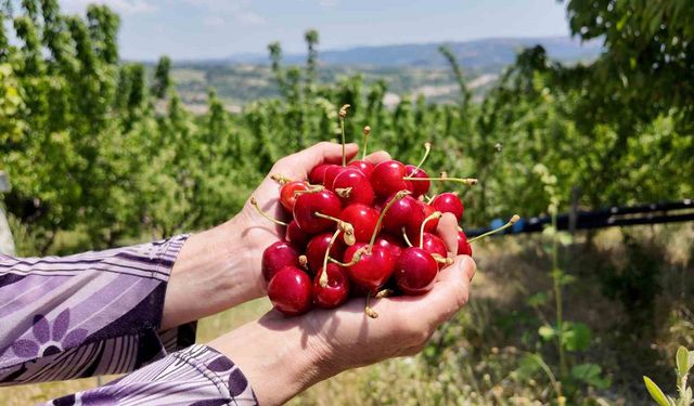 Demirci kirazında hasat başladı