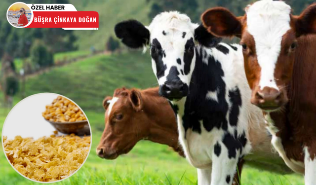 Flake yem üretimiyle hayvancılıkta verim artıyor