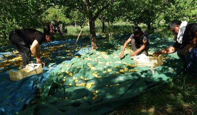 Malatya’da kayısı hasadı başladı