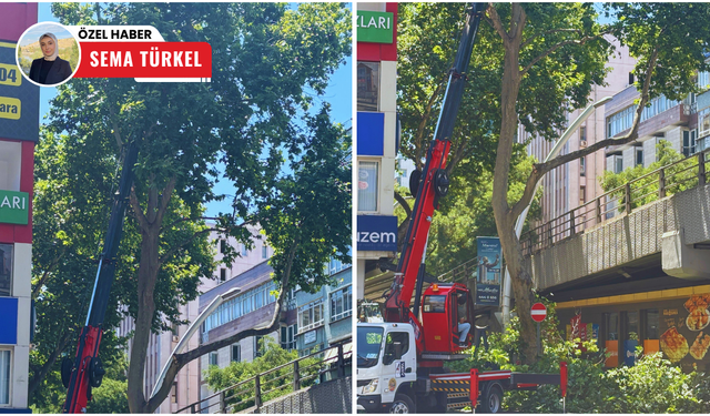 Kızılay’da ağaçlar kesildi: Tepki de var, memnuniyet de