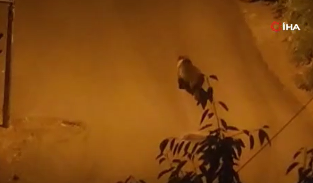 Kızılcahamam’da sokakta ayı görüntülendi