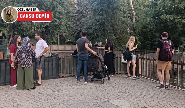 Ankaralılar yeni doğan yavruyu görmek için Kuğulu Park'a akın etti