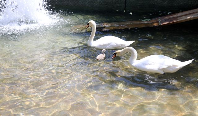 Kuğulu Park’ta 15 yıl sonra beyaz bir kuğu dünyaya geldi