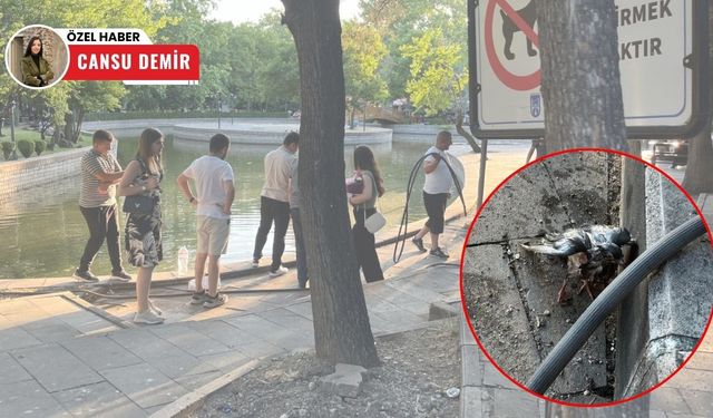 Ankara'da insanlık örneği: Suya düşen kuşu vatandaşlar kurtardı