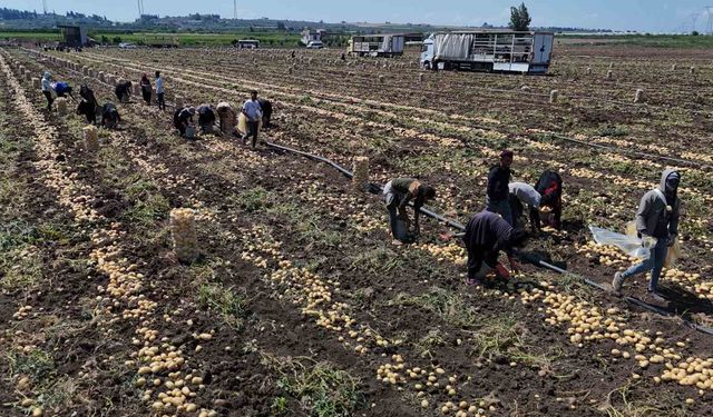 Hasadı süren patateste fiyat düştü