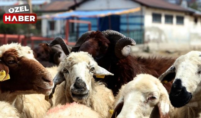 Polatlı'da kurban kesim yerleri belli oldu! Kesim ücretleri cep yakacak