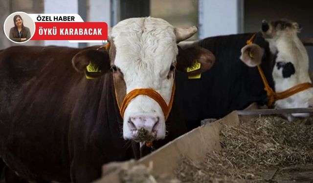 Polatlı'da kurban seferberliği! Yüzlerce aileye ulaştı