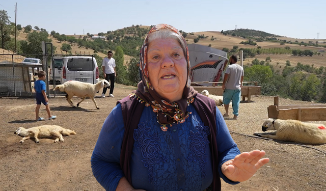 210 hayvan bir anda telef oldu! Besiciler gözyaşlarını tutamadı